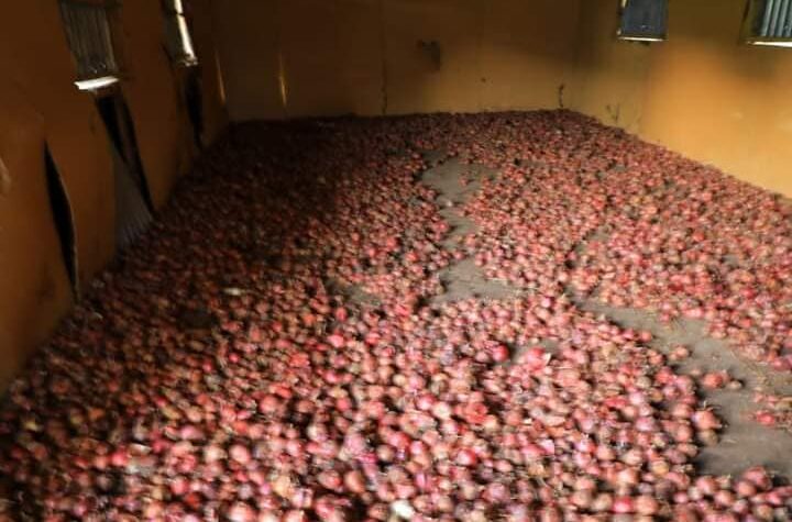 Images of Onion